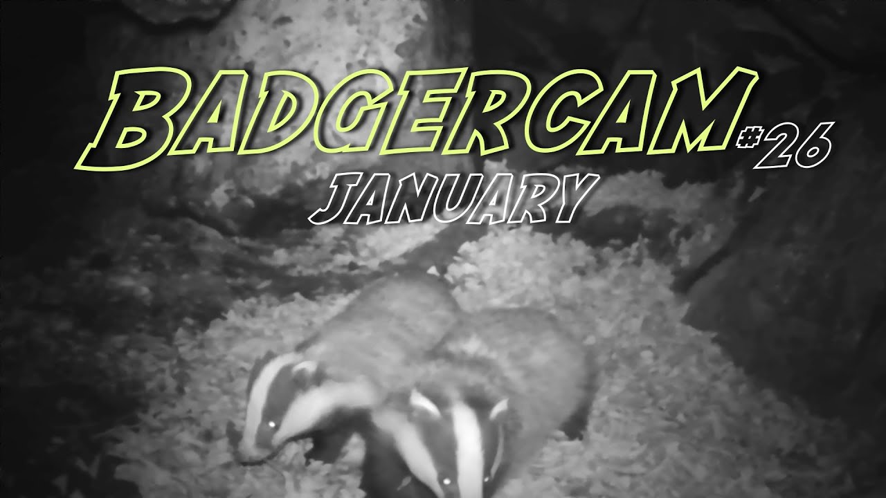 Badgercam#26 January 2026