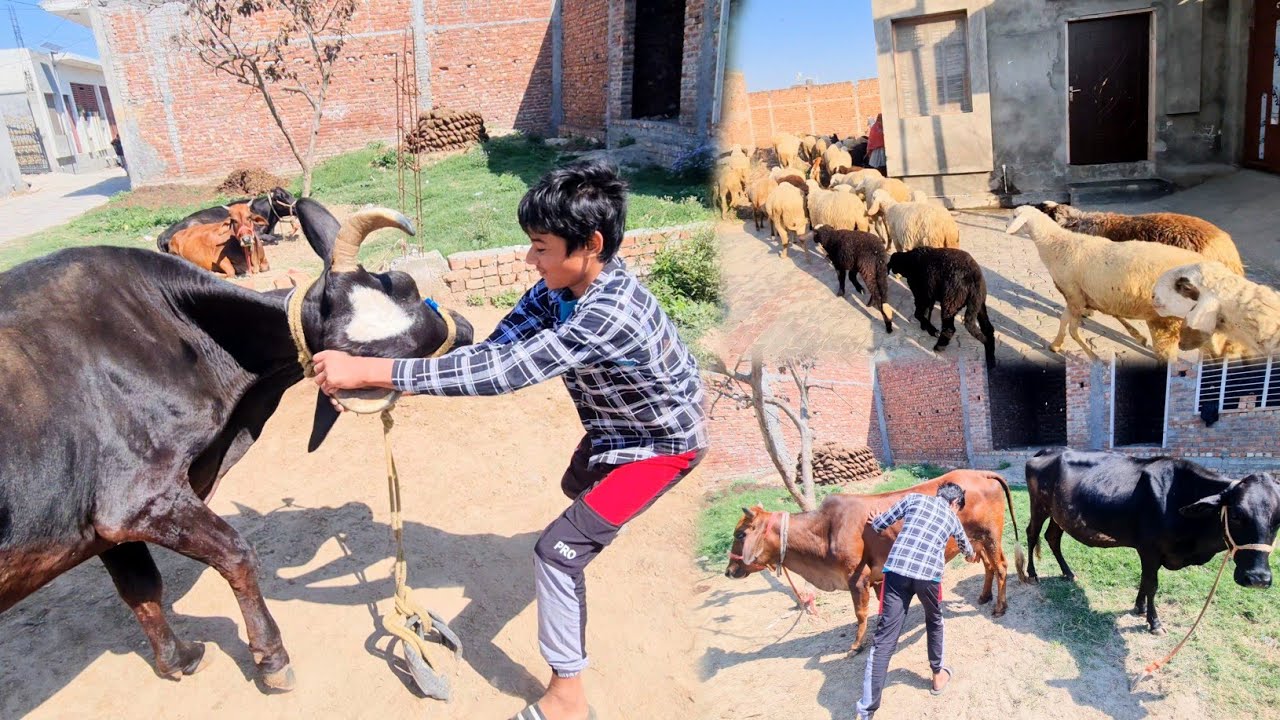 Cow Ke Ghar Par Achanak Bahutt Sari Goat Aagyi 😍 Ye Cow Pregnant Hai 🥰