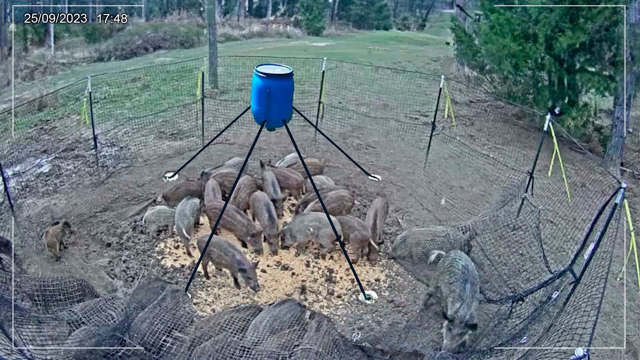 A NOVA MELHOR ARMADILHA DO BRASIL PARA JAVALIS É INACREDITÁVEL