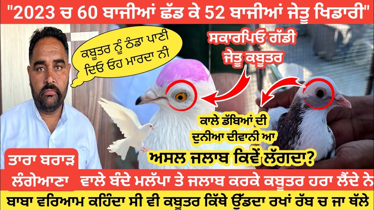 ਕਬੂਤਰ ਥੱਲੇ ਸਾਂਬਾ ਜਾ ਰੱਬ ਚ ਉਡ ਦਾ ਕਰਦਾ ਏਨੀ ਤਕੜੀ ਗੇਮ ਸੀ ਅਪਾ ਓਹਨਾ ਦੇ ਚੇਲੇ ਐ ਬਾਈ #ਕਬੂਤਰ #starkabutarbaaz