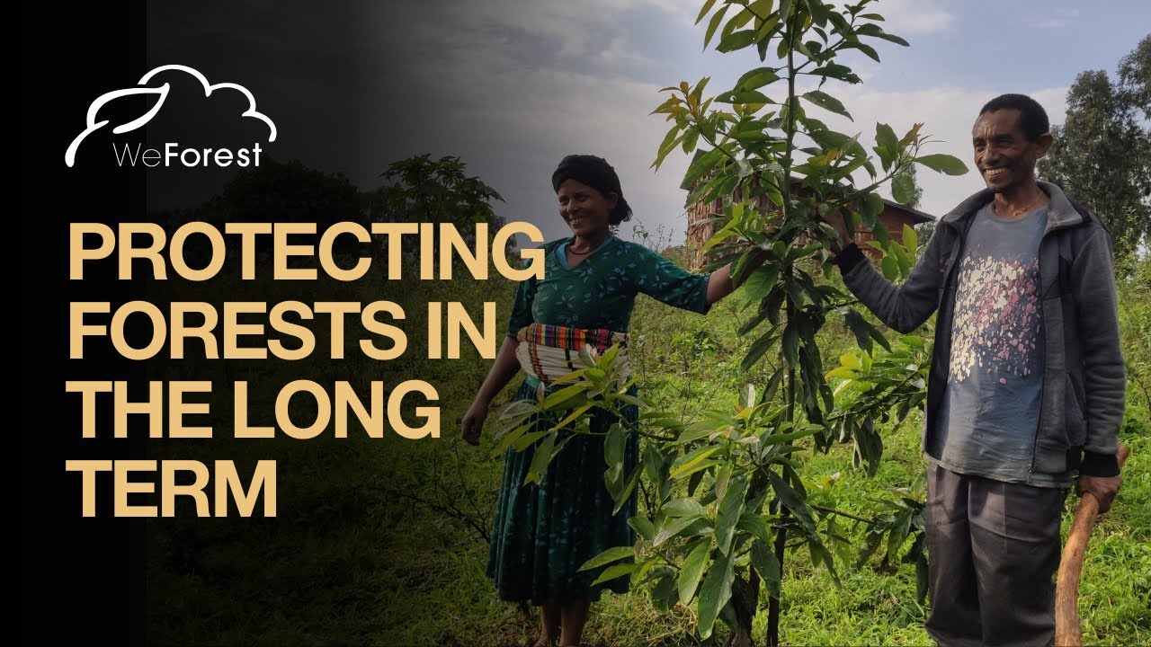 WeForest's Desa'a project in the north of Ethiopia