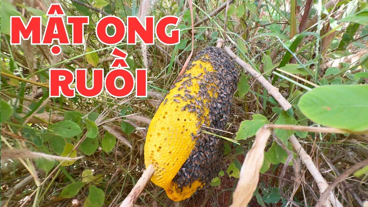 TỔ MẬT ONG RUỒI 6 LẠNG HƠN 1 XỊ MẬT TO TỪ TRƯỚC TỚI GIỜ CỦA TUẤN.