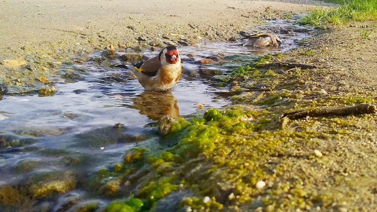 🎥HD JILGUEROS SALVAJES BAÑÁNDOSE EN LIBERTAD| Wild goldfinches bathing in nature.