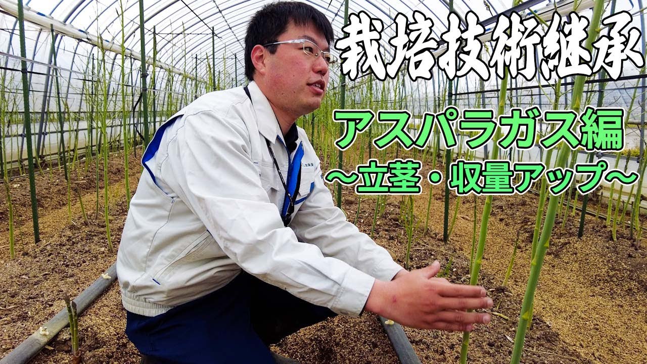 【農作業】スーパー指導員による栽培技術動画「アスパラガス編～立茎・収量アップ」