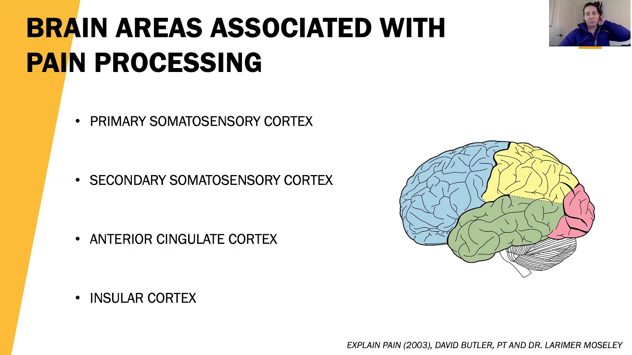 The Role of the Neocortex in Pain and Dysfunction
