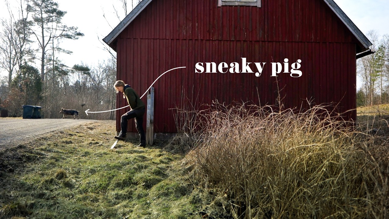 #14 Весенние дела в цирке... точнее, на ферме | Побеги свиней, стрижка овец и ремонт дома