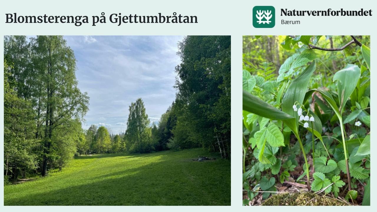 Lær mer om slåttemarka Gjettumbråtan i Bærum