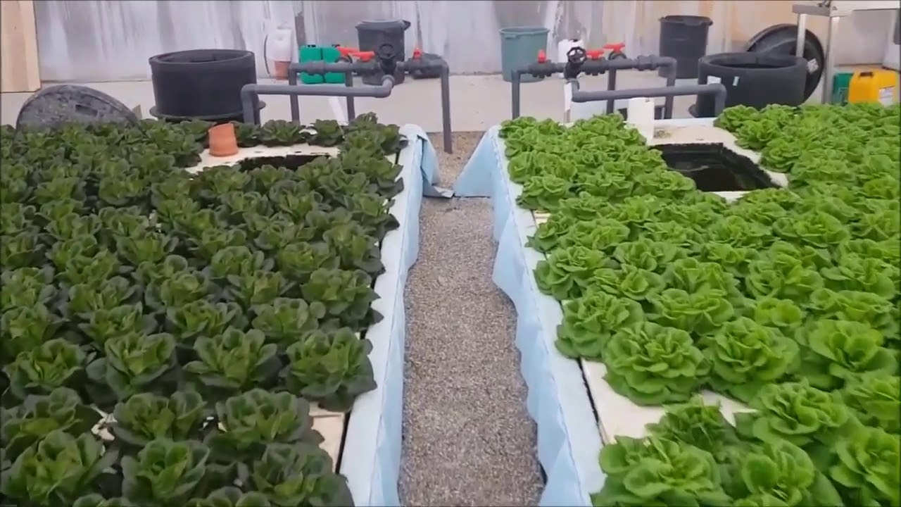 Advanced Hydroponic Greenhouse Tour - Herbs & Leafy Greens (NFT, DWC)