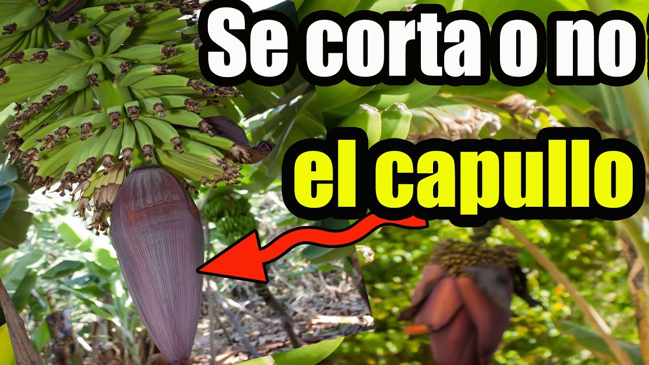 QUE PASA SI NO CORTO LA BELLOTA DEL RACIMO DE PLÁTANO - Cortar o no la bellota del racimo de plátano