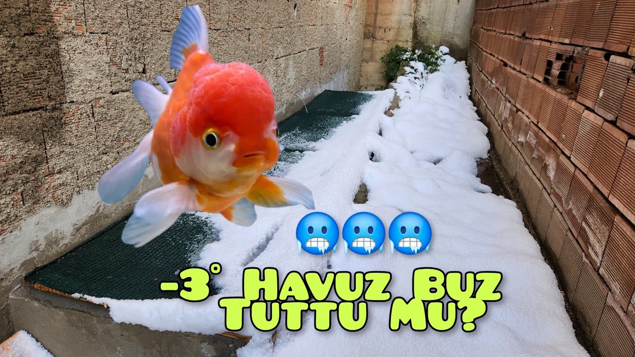 Japon Balıklarında Kış Uykusu Nedir Nelere Dikkat Etmemiz Gerekir‼️#koibalığı
