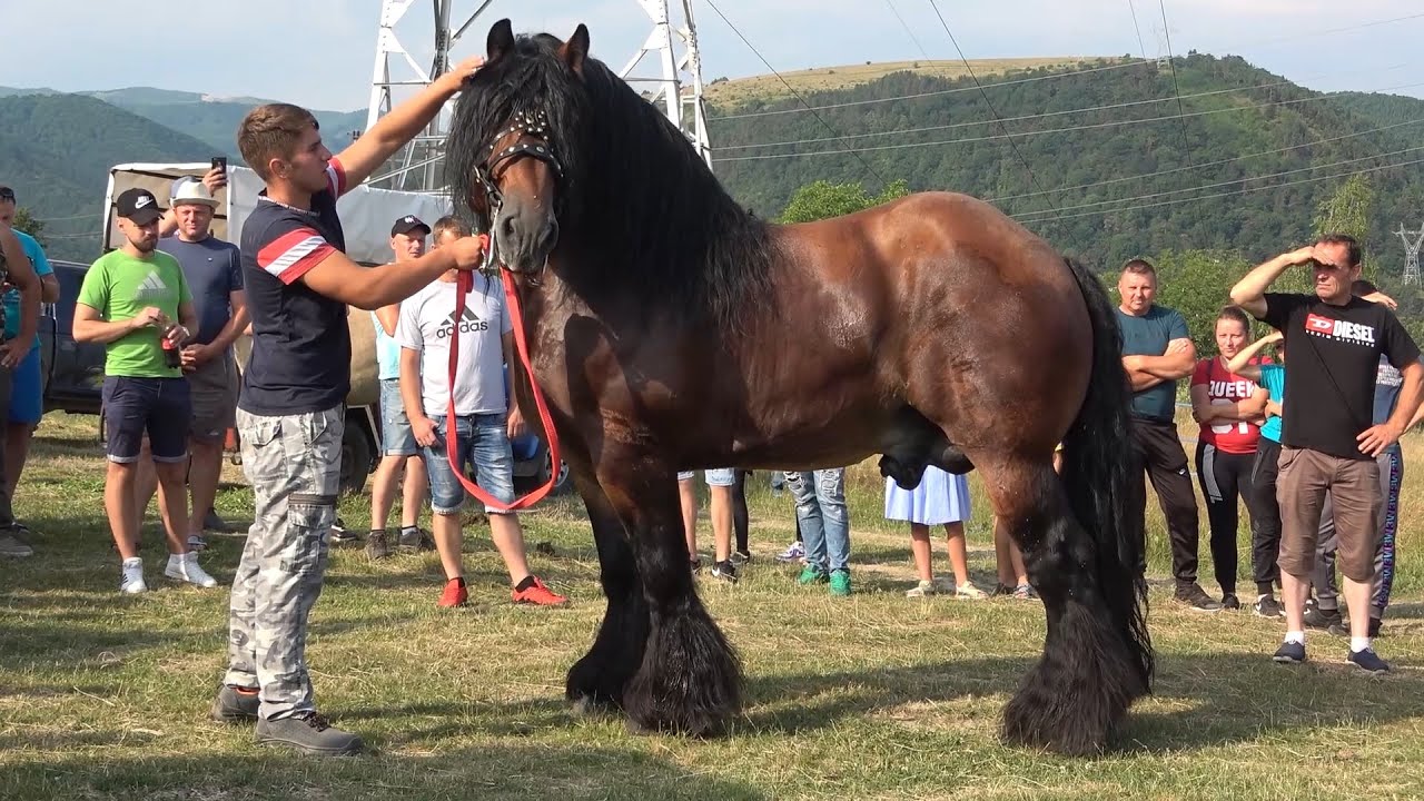 Targ expozitional de cai Gilau, Cluj 10 Iulie 2021 Nou!!!