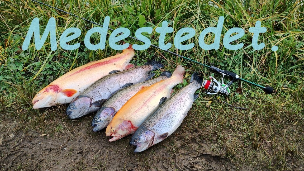 Medestedet - Ny Guldørred Pr. 🎣🐟😁