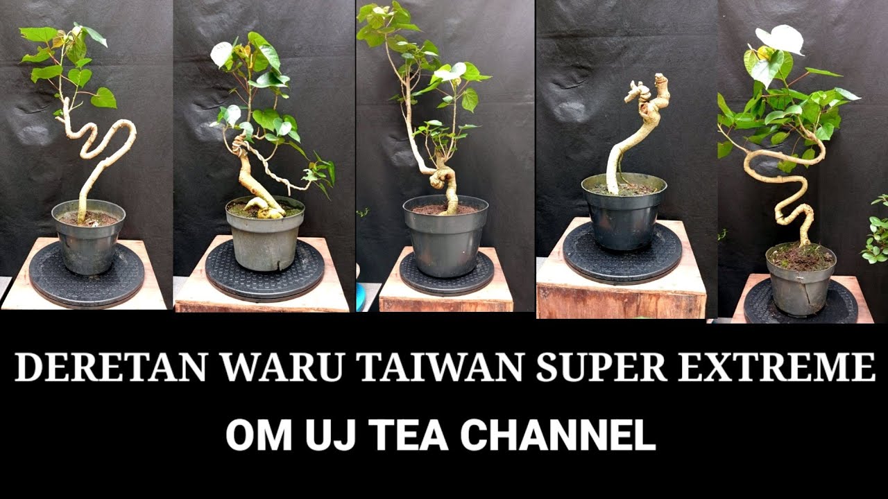 DERETAN BAHAN WARU TAIWAN OM UJ TEA CHANNEL!! INSPIRASI BONSAI MELIUK EXTREME