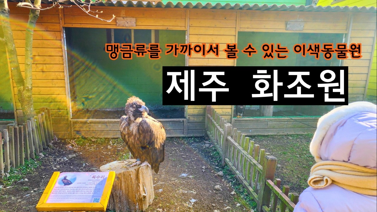 제주아이랑가볼만한곳 맹금류 이색동물체험 화조원