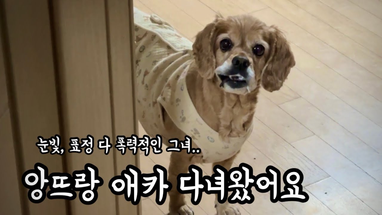 26년 첫 업로드✨건강한 앙뜨랑 애카 | #애견카페 #강아지일상 #애견영상 #반려견 #강아지브이로그 
