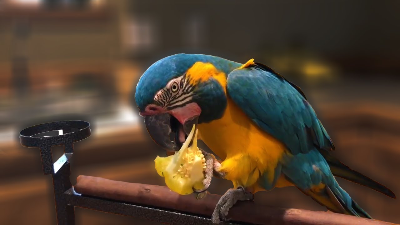 Make Your Own Bird Food | Natural Feeding For Pet Parrots