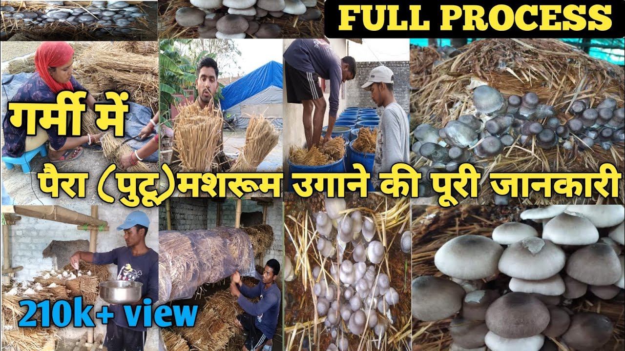 पैरा (पुटू) मशरूम उगाने की पूरी जानकारी। पैरा मशरूम कैसे उगाए।