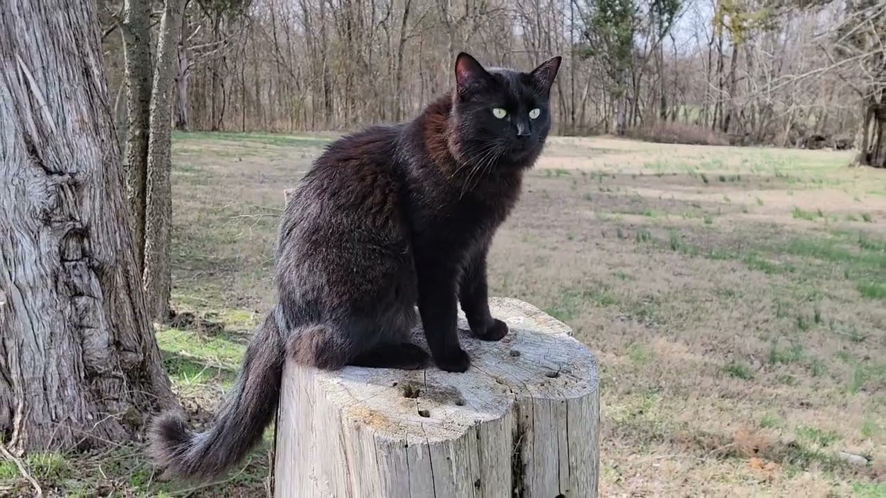 OWNER OPERATOR ENJOYS COMPANY of the BROTHER CATS 