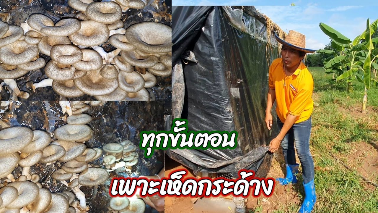 ทุกขั้นตอน การเพาะเห็ดกระด้างให้ออกดอก กว่าจะได้เห็ดก็หลายขั้นตอนครับ
