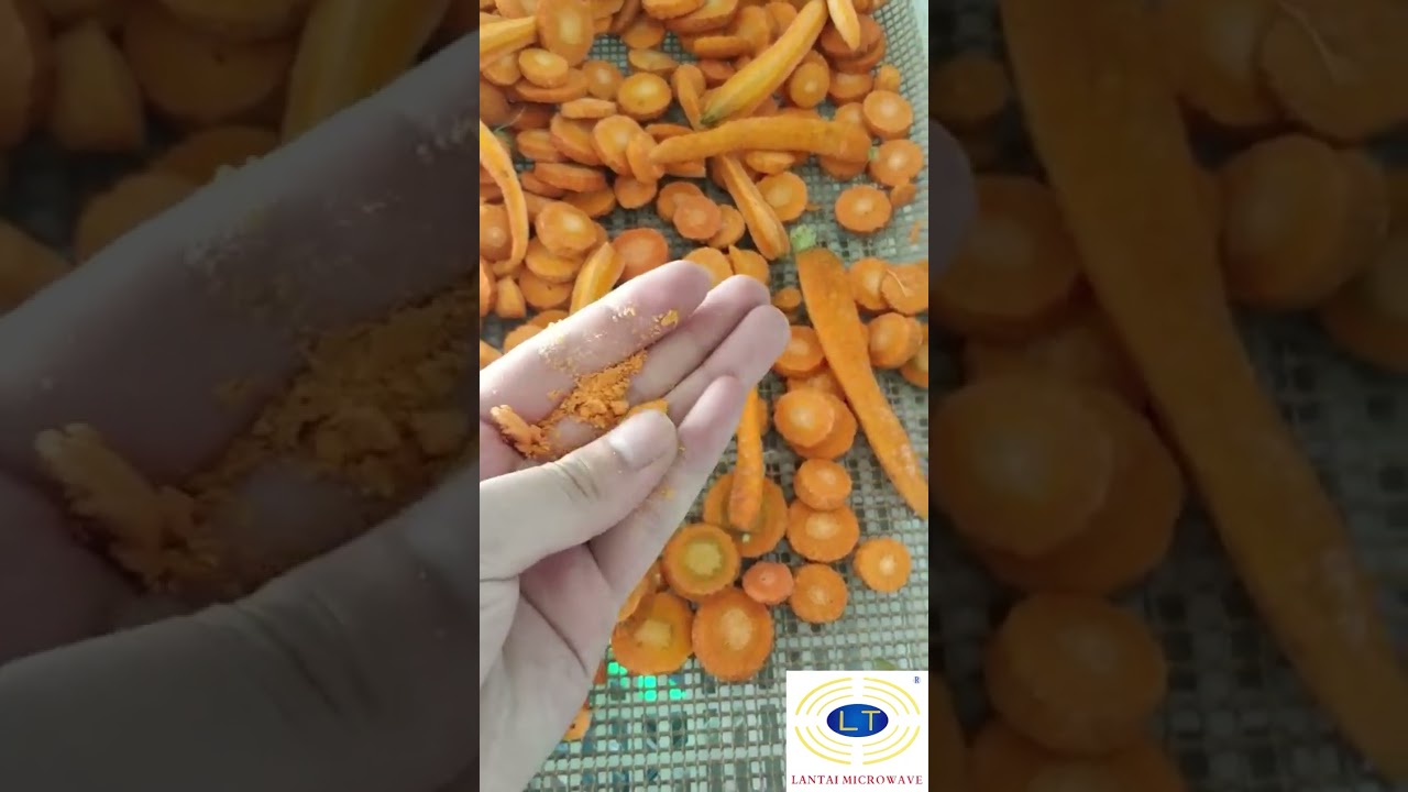 What is a carrot like after dehydrated by microwave vacuum dryer?