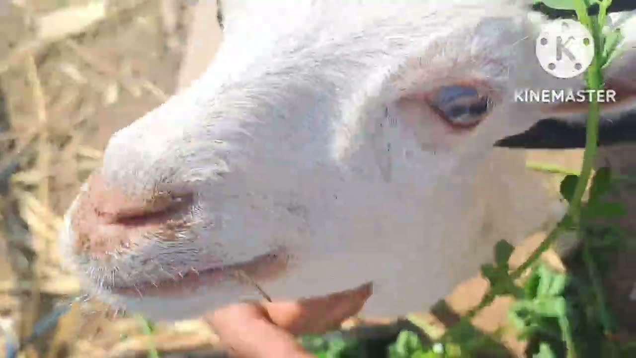 pneumonia treatment for goats 🐐 | bakri ki sardi ka aasan elaj 