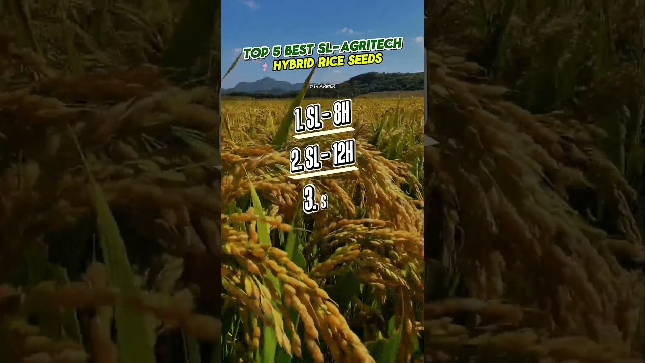 TOP 5 BEST SL-AGRITECH HYBRID RICE SEEDS | #SL-agritech #agriculture #sl8 #hybridrice #rice
