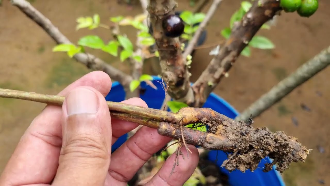 JABUTICABA em vaso método mais fácil de fazer mudas.