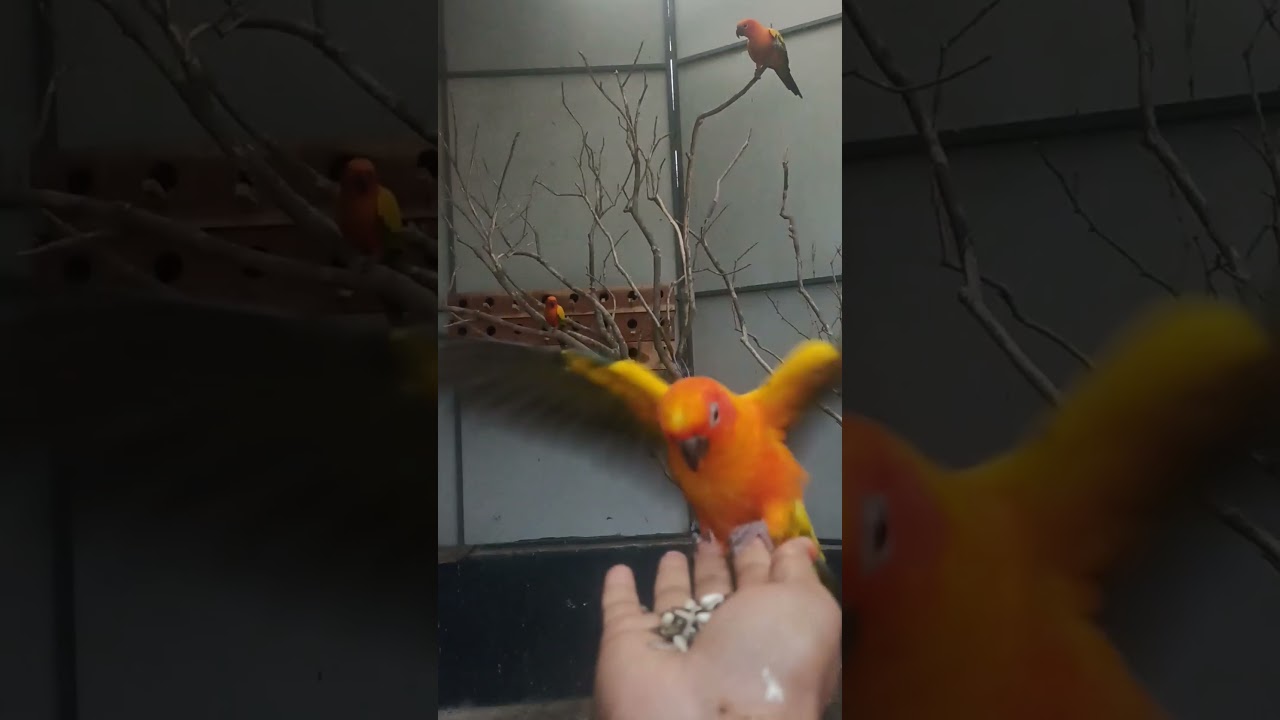 feeding sun conure