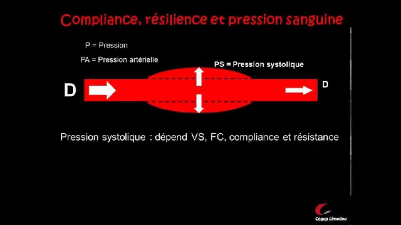 La circulation sanguine et la pression artérielle