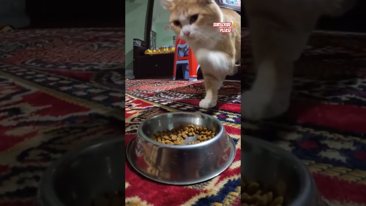 Jerry eating his cat food captured in camera 