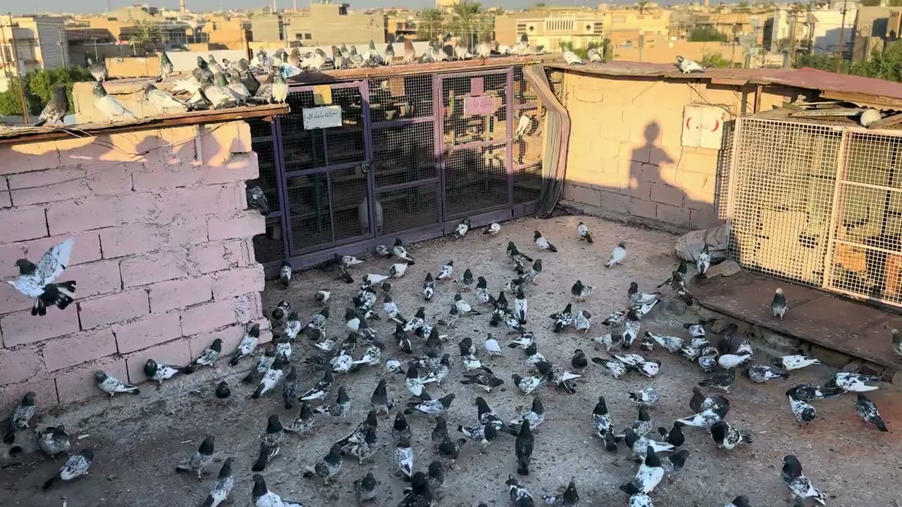 الرس القديم