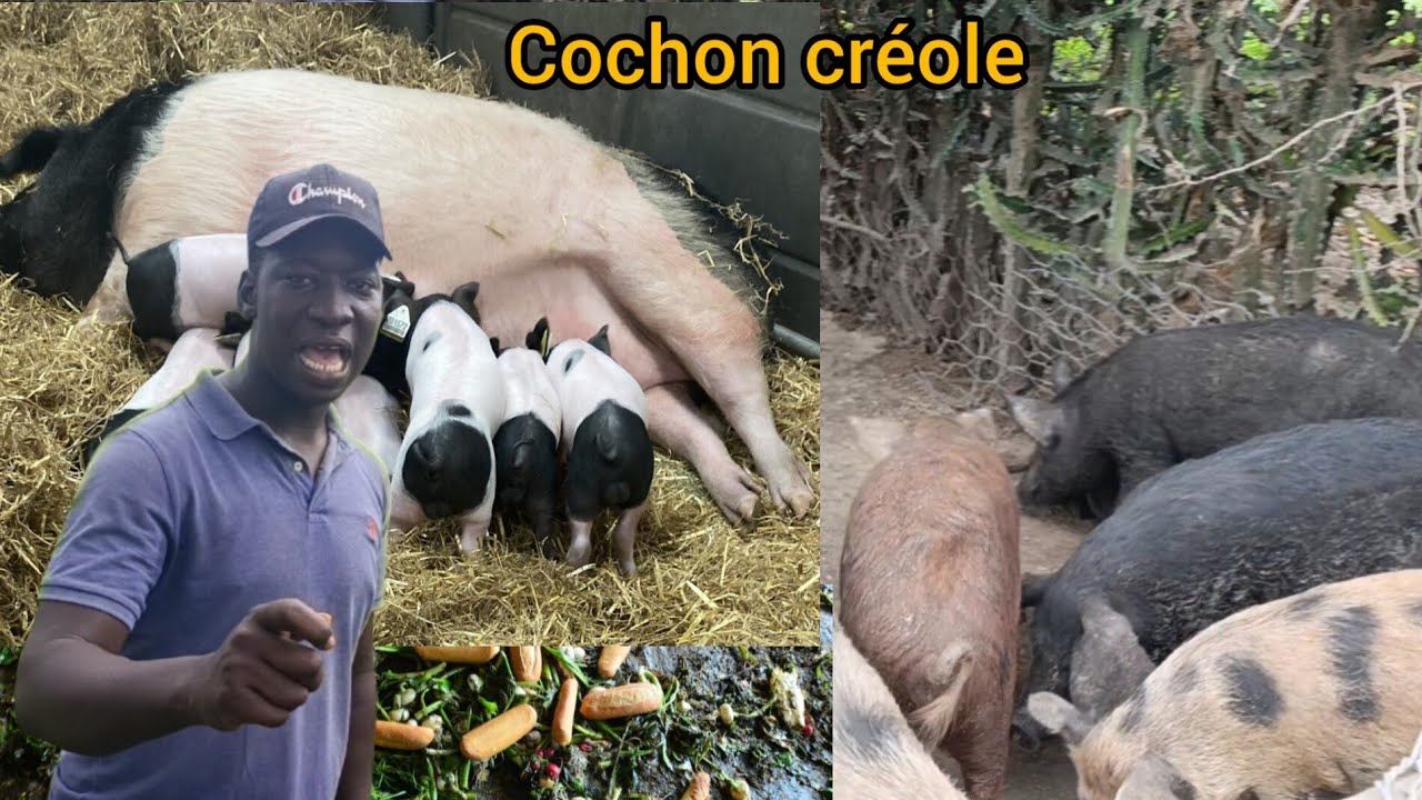 Sa se Pi bon fason pou reyisi elvaj kochon kreyòl, n'ap retounen nan kilti lakay viv 🇭🇹