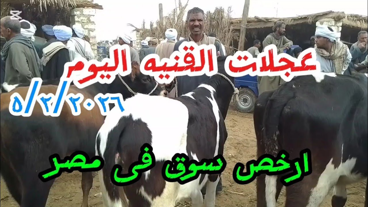 ا#اكسبلور  انخفاض سعارعجلات القنيه داخل سوق كوم امبو ٥ فبراير ٢٠٢٦