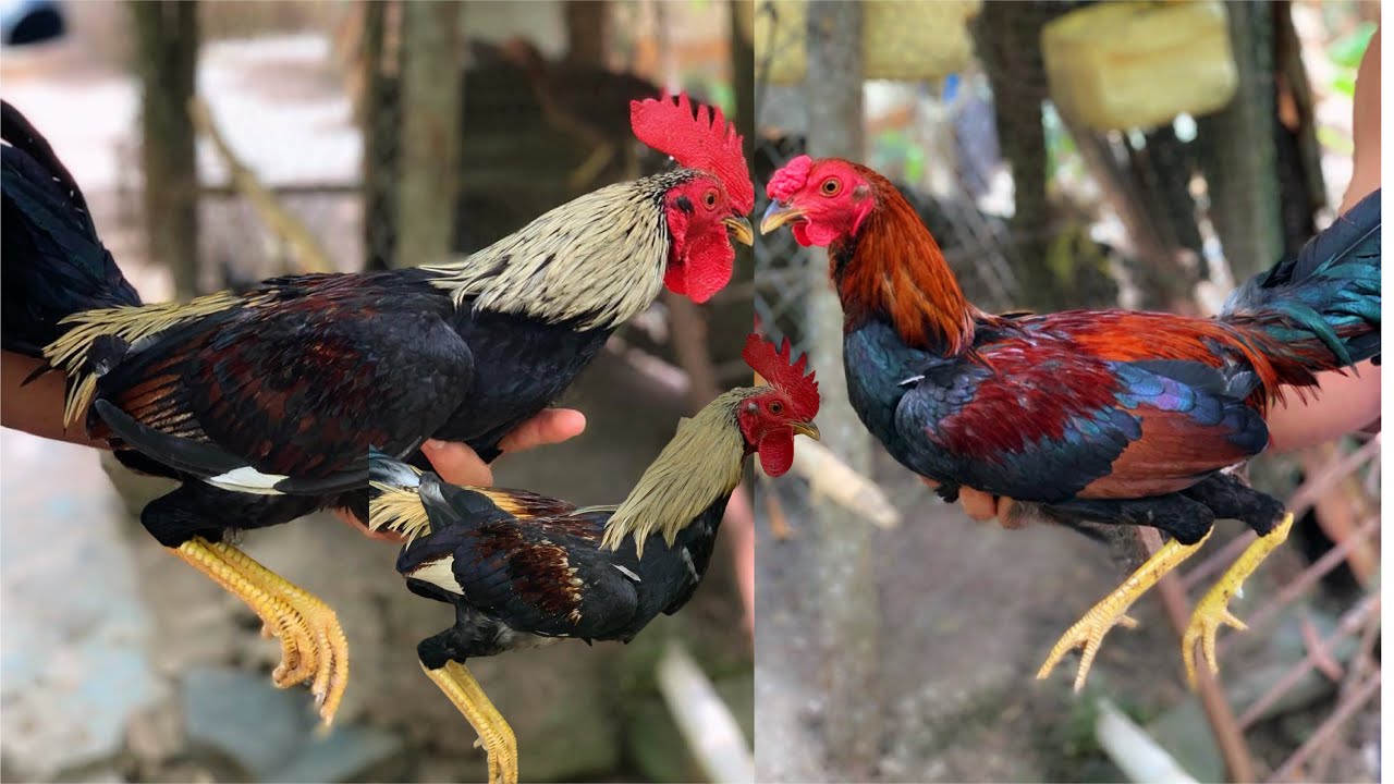 Increíble - tenía 7 días que no iba al criadero y así de hermoso encontré los pollos 