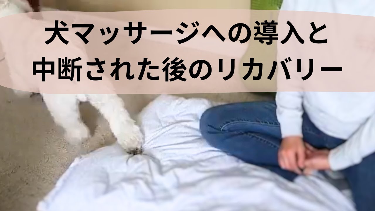 【犬のマッサージ実践動画】身体的強制フリーのマッサージへの導入と、中断後のリカバリーをお見せします