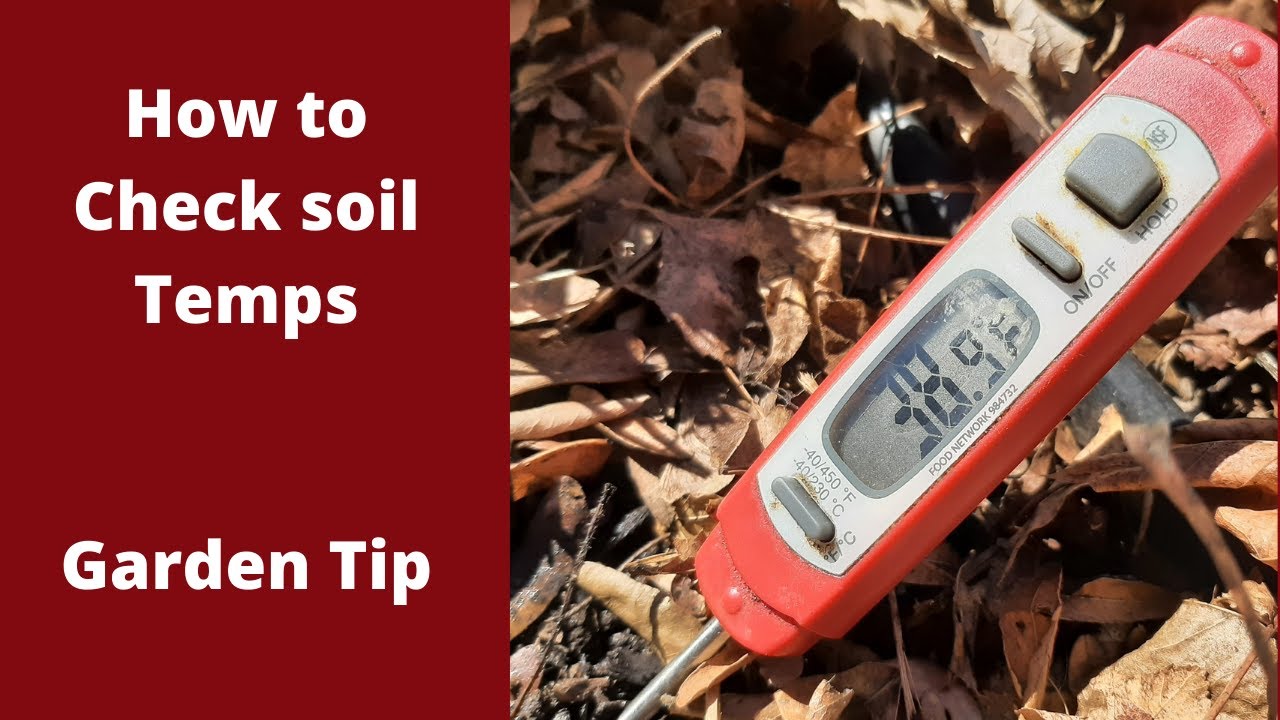 How to check your soil temperature - Garden tips