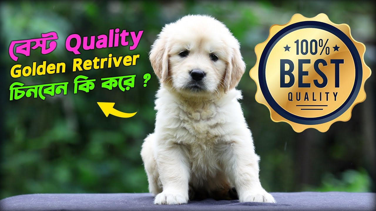 BEST GOLDEN RETRIVER PUPPIES IN KOLKATA | COMPLETLY KCI REGISTERED | SENTRIVER'S KENNEL : 8697849973