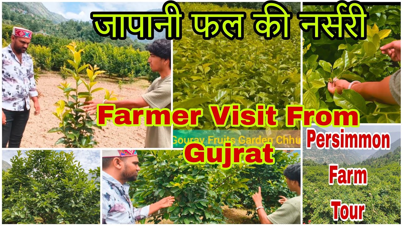 जापानी फल की नर्सरी । Persimmon Farm Tour।#Gujrat #persimmon #Farm#जापानी #plants #chhurla #Nursery