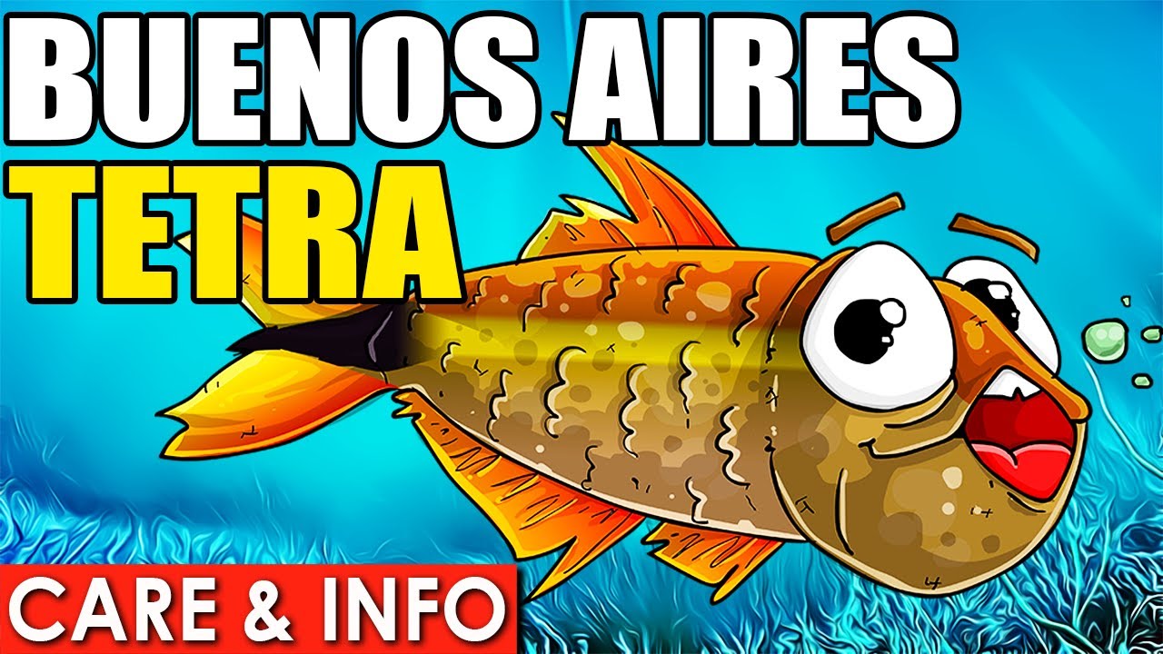 Buenos Aires Tetra | Buenos Aires Tetra Info And Care | Buenos Aires Tetra Care!
