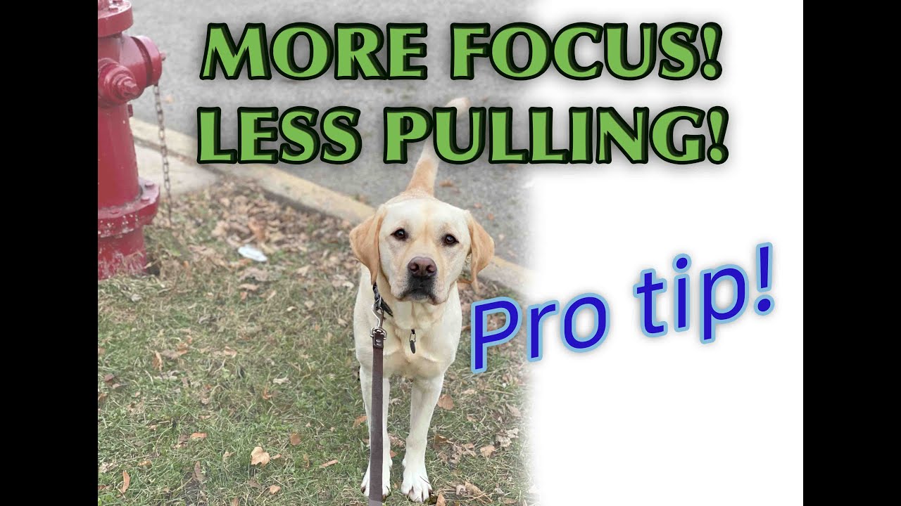 How to have more control during leash walks! (STOP pulling!)