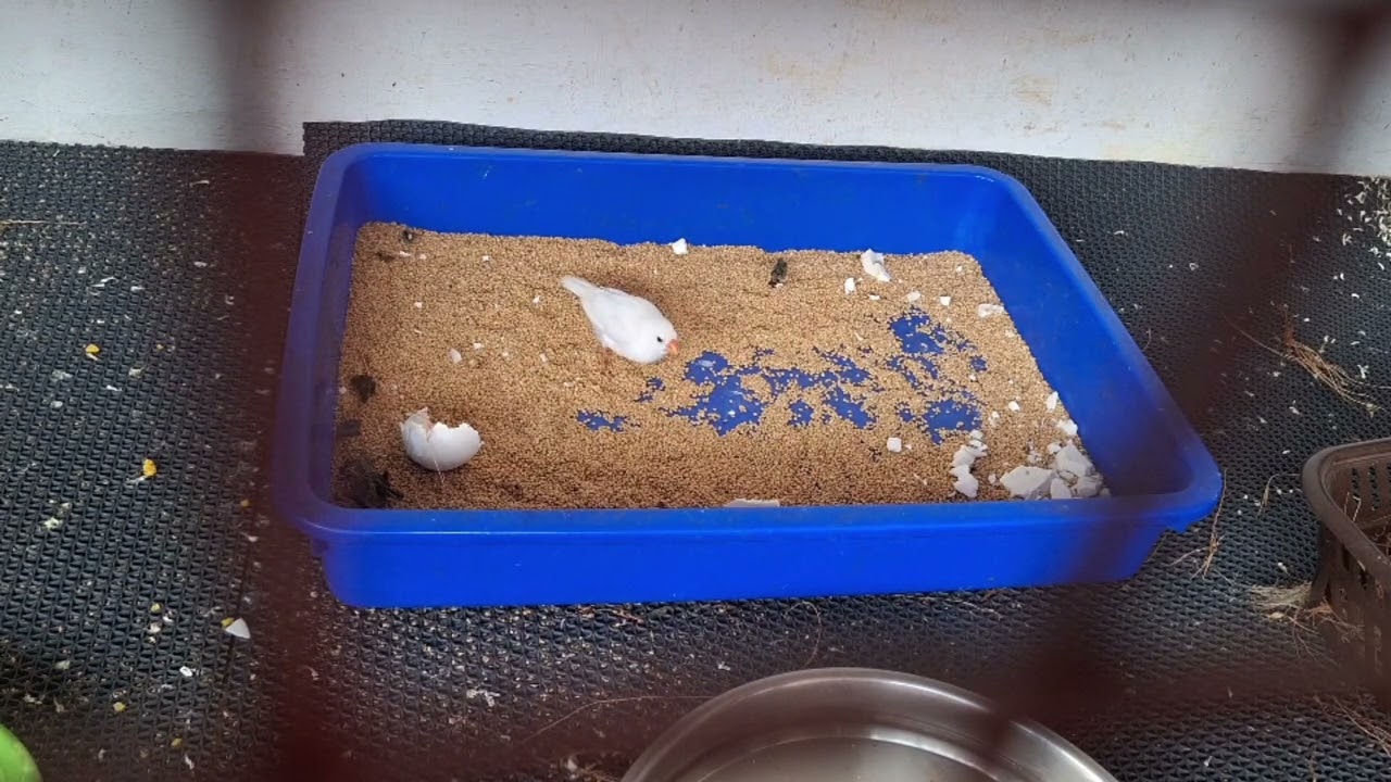 Finches birds 2