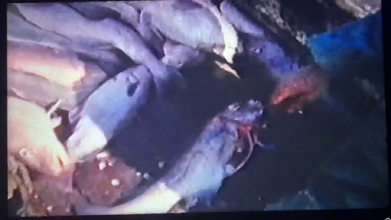 Early 1960’s fishing off Arklow and Dunmore East
