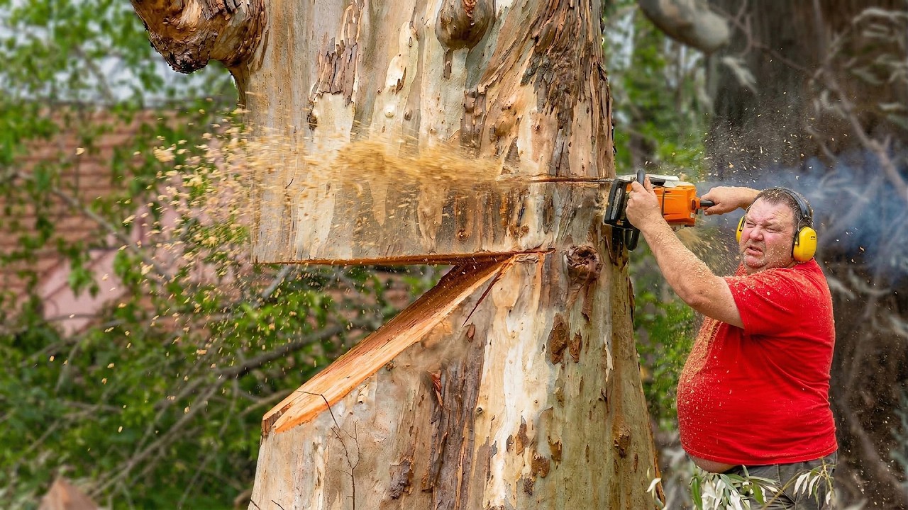Extreme Chainsaw Skills: Most Dangerous Tree Cutting | MONSTER Stump Removal #9