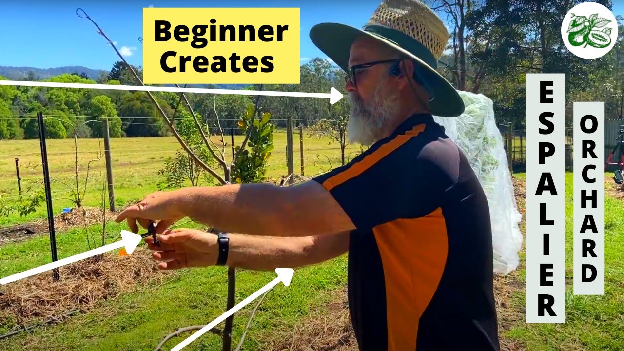 Beginner creates Espalier Fruit Tree Orchard