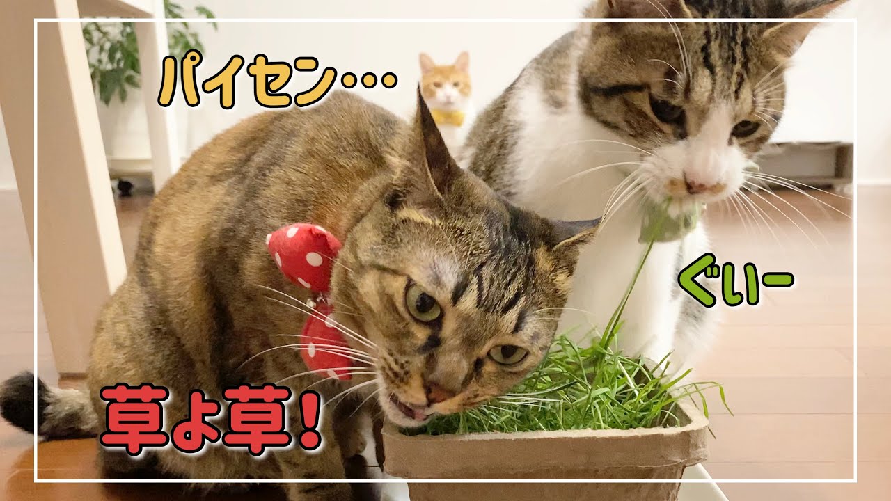 初めての猫草！興味津々で食べるかと思いきや&hellip;？【4K猫動画】