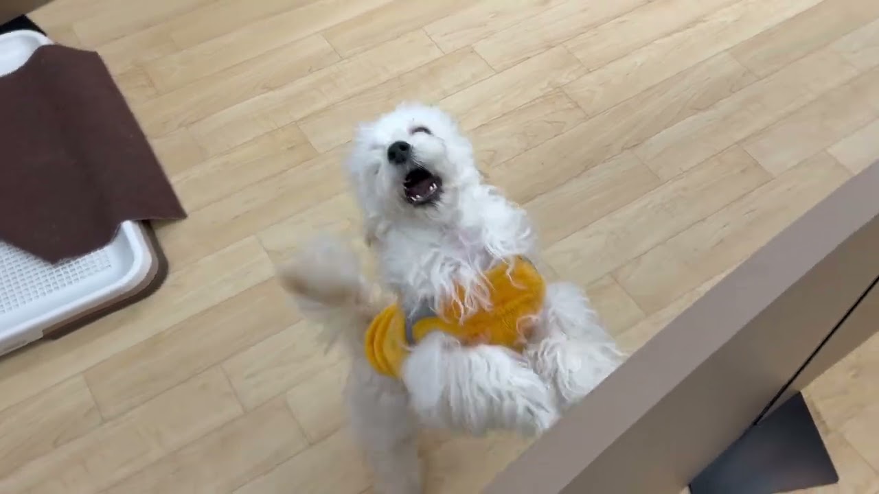 194702 マルチーズ×トイプードル ペットショップ犬の家＆猫の里七宝店