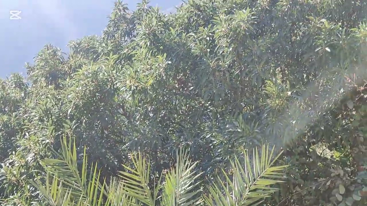 قرية وكان - ولاية نخل