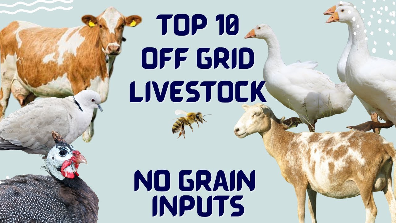 Top 10 Off Grid Animals - No Grain Needed!