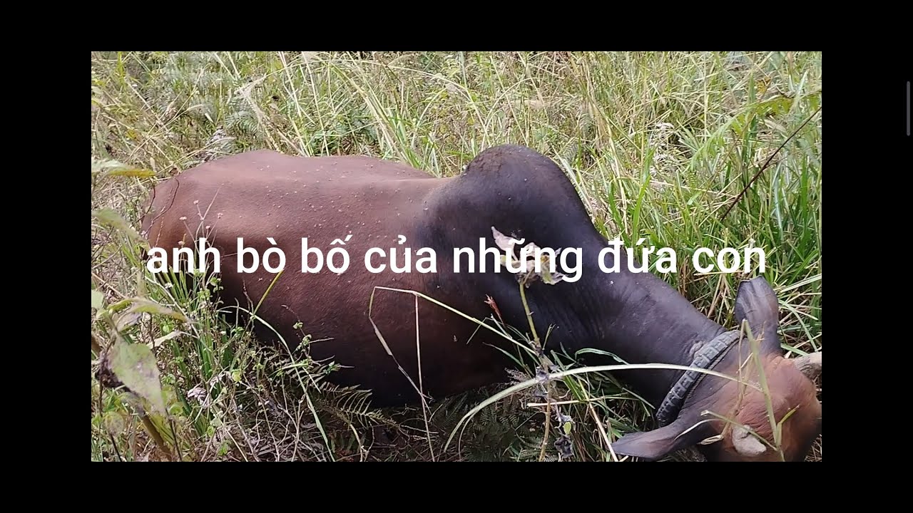 Một ngày chăn bò của mình