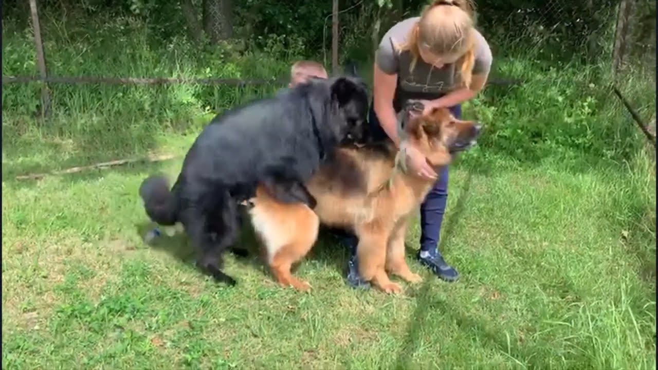 Вязка немецких овчарок / Шустрый кобель / Mating dogs with Gross ERFOLG Galateya